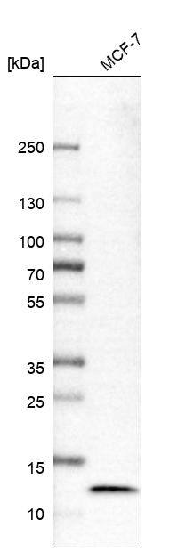 LAMTOR4 Antibody - BSA Free Western Blot: LAMTOR4 Antibody - BSA Free [NBP1-90936]