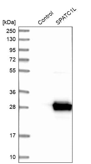 SPATC1L Antibody - BSA Free Western Blot: SPATC1L Antibody - BSA Free [NBP1-90940]