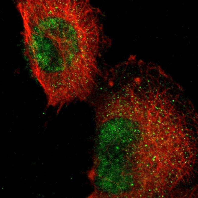 RFNG Antibody - BSA Free Immunocytochemistry/ Immunofluorescence: RFNG Antibody [NBP1-90946]