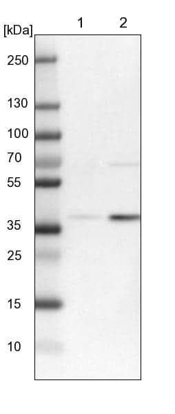 RFNG Antibody - BSA Free Western Blot: RFNG Antibody - BSA Free [NBP1-90946]