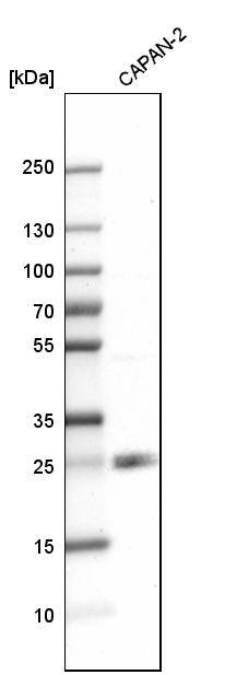 TMED7 Antibody - BSA Free Western Blot: TMED7 Antibody - BSA Free [NBP1-90949]