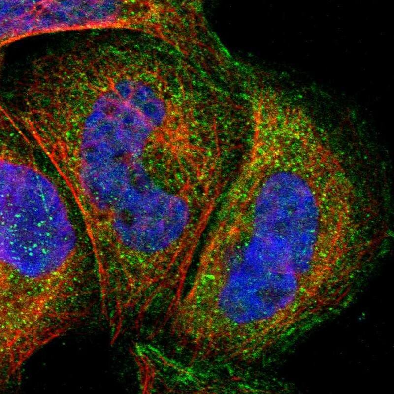 MLK4 Antibody - BSA Free Immunocytochemistry/ Immunofluorescence: MLK4 Antibody [NBP1-90950]