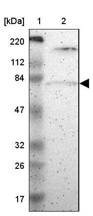 PKC delta Antibody - BSA Free Western Blot: PKC delta Antibody - BSA Free [NBP1-90957]