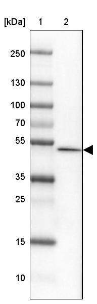 FAM155A Antibody - BSA Free Western Blot: FAM155A Antibody - BSA Free [NBP1-90982]