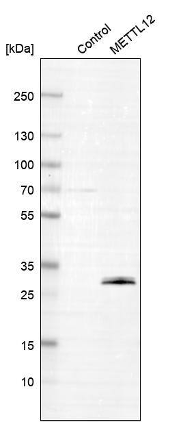 METTL12 Antibody - BSA Free Western Blot: METTL12 Antibody - BSA Free [NBP1-90987]