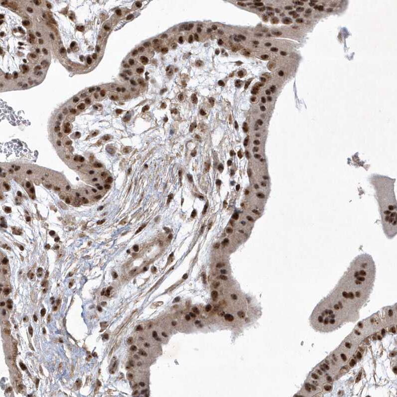 Nucleoplasmin-3 Antibody - BSA Free Immunohistochemistry-Paraffin: Nucleoplasmin-3 Antibody [NBP1-90999]