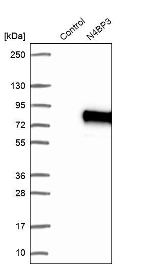 N4BP3 Antibody - BSA Free Western Blot: N4BP3 Antibody - BSA Free [NBP1-91019]