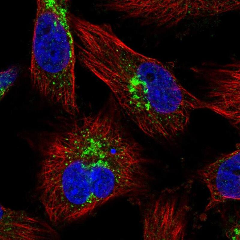MRPL55 Antibody - BSA Free Immunocytochemistry/ Immunofluorescence: MRPL55 Antibody [NBP1-91042]