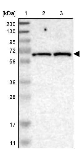 IFFO2 Antibody - BSA Free Western Blot: IFFO2 Antibody - BSA Free [NBP1-91092]