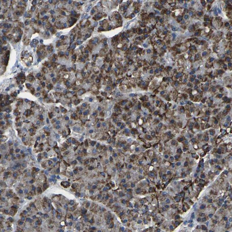 TMEM120B Antibody - BSA Free Immunohistochemistry: TMEM120B Antibody - BSA Free [NBP1-91101]