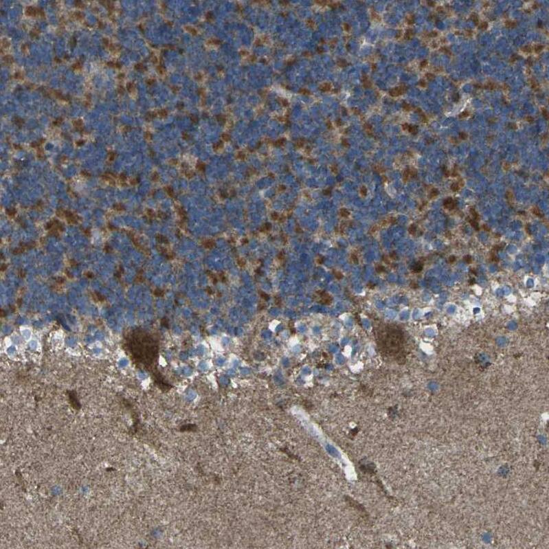 TMEM120B Antibody - BSA Free Immunohistochemistry: TMEM120B Antibody - BSA Free [NBP1-91101]