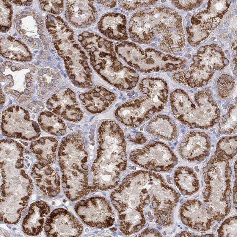 GLOD5 Antibody - BSA Free Immunohistochemistry: GLOD5 Antibody - BSA Free [NBP1-91105]