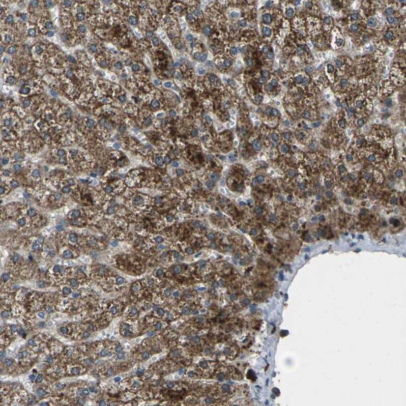 Siglec-14 Antibody - BSA Free Immunohistochemistry: Siglec-14 Antibody - BSA Free [NBP1-91117]