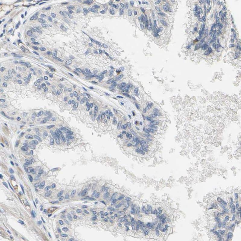 Siglec-5/CD170 Antibody - BSA Free Immunohistochemistry: Siglec-5/CD170 Antibody - BSA Free [NBP1-91149]