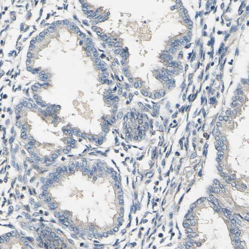 Siglec-5/CD170 Antibody - BSA Free Immunohistochemistry: Siglec-5/CD170 Antibody - BSA Free [NBP1-91149]