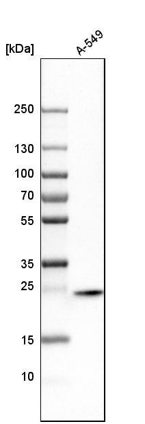 Syntaxin 8 Antibody - BSA Free Western Blot: Syntaxin 8 Antibody - BSA Free [NBP1-91152]