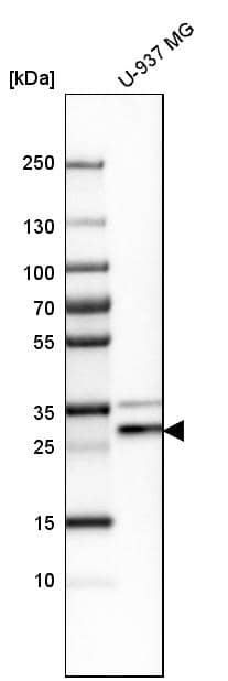 PRAT4A/TNRC5 Antibody - BSA Free Western Blot: PRAT4A/TNRC5 Antibody - BSA Free [NBP1-91153]