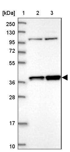 FAM131A Antibody - BSA Free Western Blot: FAM131A Antibody - BSA Free [NBP1-91167]
