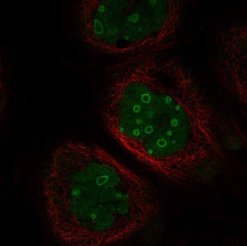 FAM131A Antibody - BSA Free Immunocytochemistry/ Immunofluorescence: FAM131A Antibody - BSA Free [NBP1-91167]
