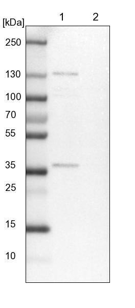 FAM131A Antibody - BSA Free Western Blot: FAM131A Antibody - BSA Free [NBP1-91167]