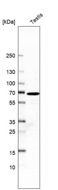 CCDC176 Antibody - BSA Free Western Blot: CCDC176 Antibody - BSA Free [NBP1-91199]