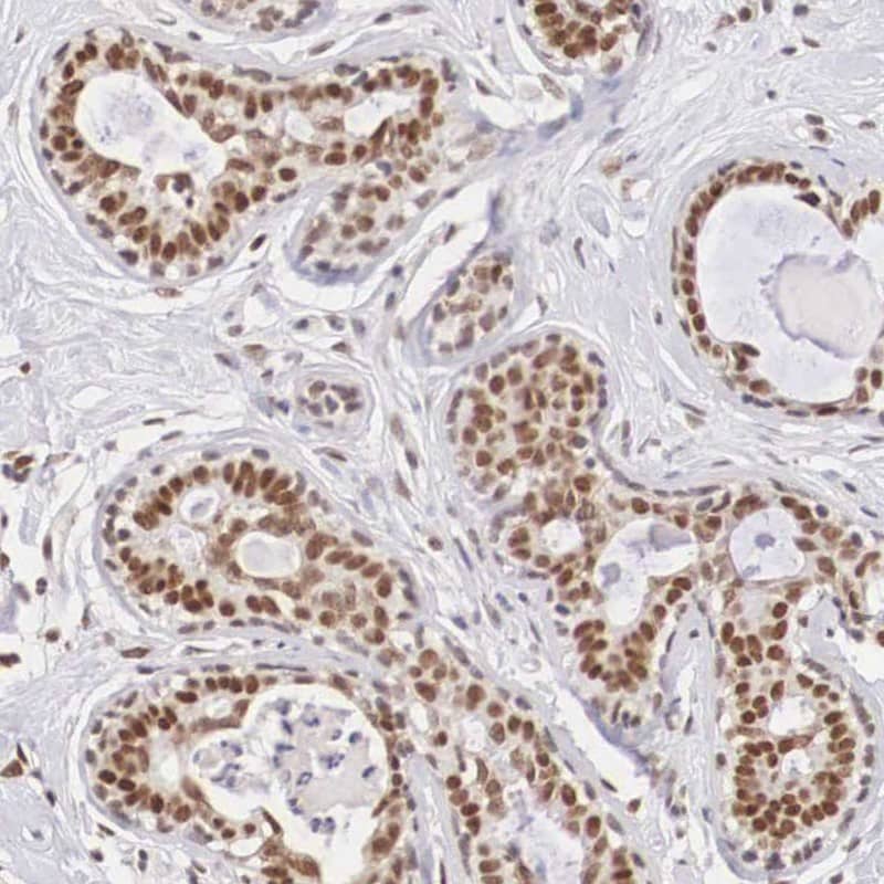 ZNF275 Antibody - BSA Free Immunohistochemistry: ZNF275 Antibody - BSA Free [NBP1-91205]