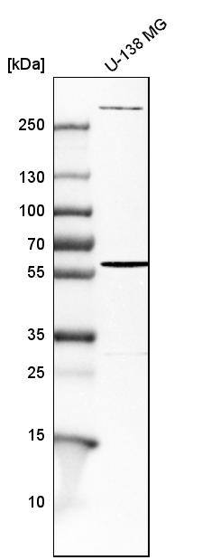 Endoglin/CD105 Antibody - BSA Free Western Blot: Endoglin/CD105 Antibody - BSA Free [NBP1-91212]
