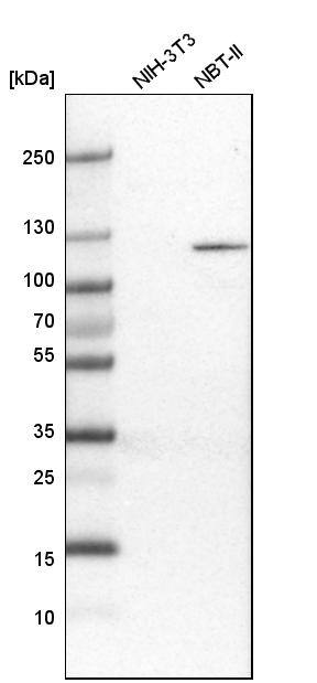 PYK2/FAK2 Antibody - BSA Free Western Blot: PYK2/FAK2 Antibody - BSA Free [NBP1-91228]
