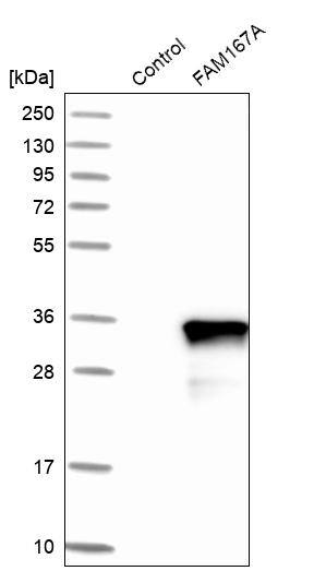 FAM167A Antibody - BSA Free Western Blot: FAM167A Antibody - BSA Free [NBP1-91236]
