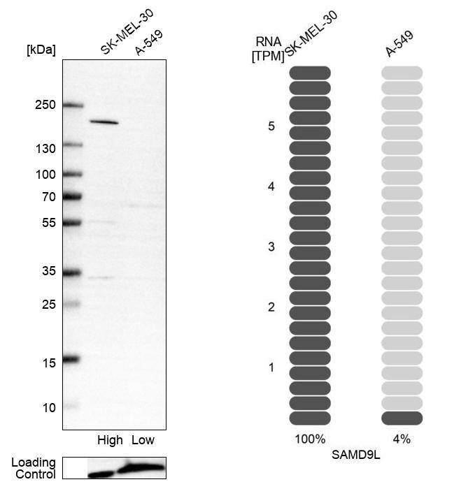 SAMD9L Antibody - BSA Free Western Blot: SAMD9L Antibody - BSA Free [NBP1-91241]