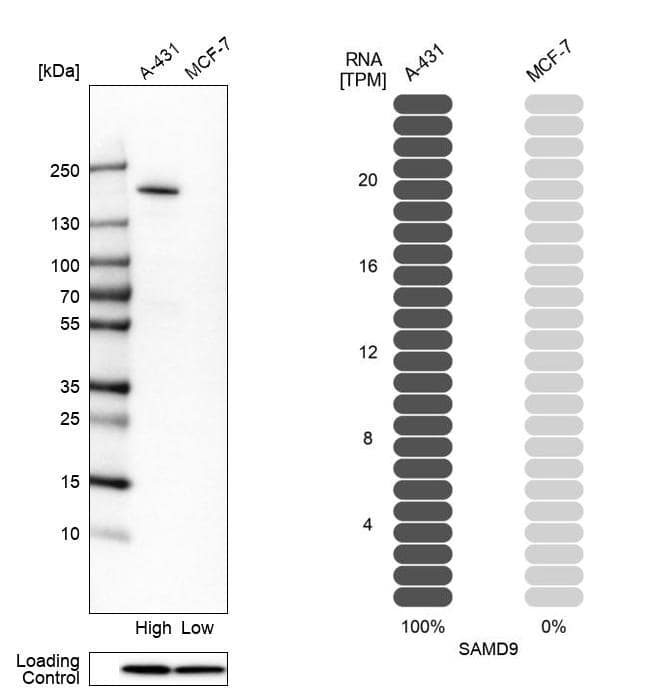 SAMD9 Antibody - BSA Free Western Blot: SAMD9 Antibody - BSA Free [NBP1-91244]