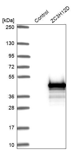 ZC3H12D Antibody - BSA Free Western Blot: ZC3H12D Antibody - BSA Free [NBP1-91249]