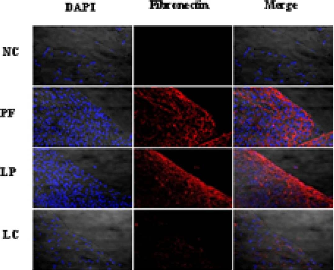 Fibronectin Antibody - BSA Free