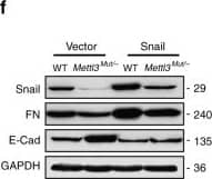 Fibronectin Antibody - BSA Free