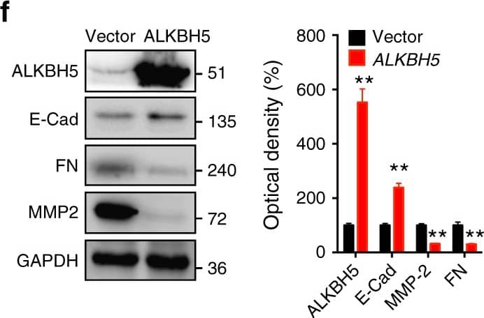 Fibronectin Antibody - BSA Free