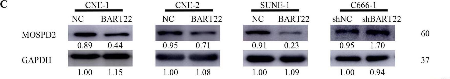 MOSPD2 Antibody - BSA Free