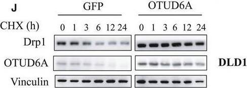OTUD6A Antibody