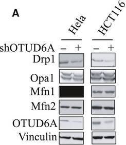 OTUD6A Antibody