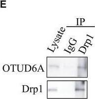OTUD6A Antibody