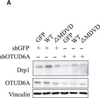 OTUD6A Antibody