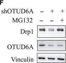 OTUD6A Antibody