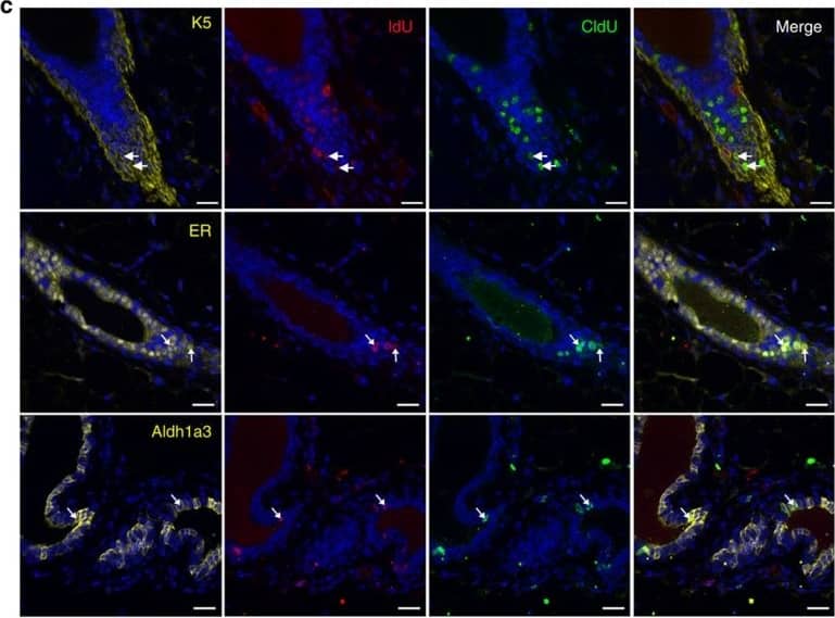 ALDH1A3 Antibody
