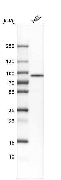 alpha-Taxilin Antibody - BSA Free Western Blot: alpha-Taxilin Antibody - BSA Free [NBP1-91662]