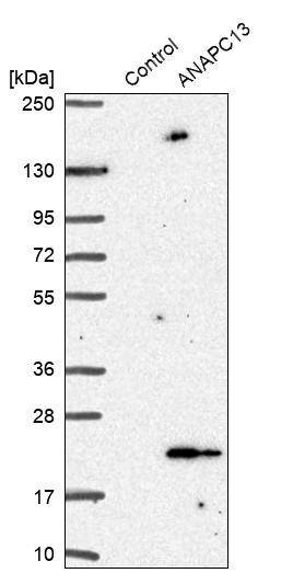 ANAPC13 Antibody - BSA Free Western Blot: ANAPC13 Antibody - BSA Free [NBP1-91664]