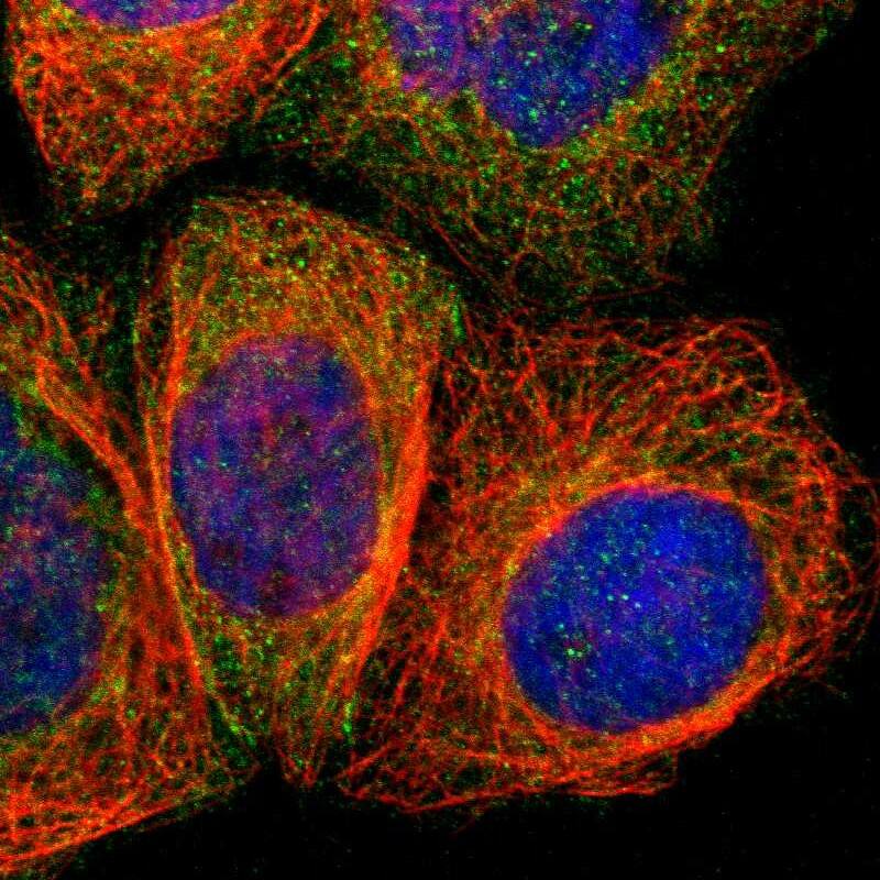 Angiomotin like 1 Antibody - BSA Free Immunocytochemistry/ Immunofluorescence: Angiomotin like 1 Antibody [NBP1-91665]
