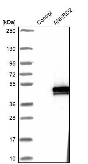 ANKRD2 Antibody - BSA Free Western Blot: ANKRD2 Antibody - BSA Free [NBP1-91670]