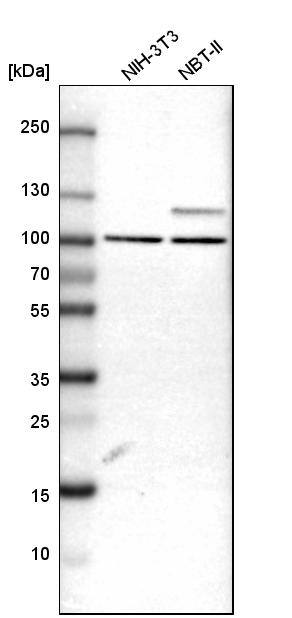 ARHGAP12 Antibody - BSA Free Western Blot: ARHGAP12 Antibody - BSA Free [NBP1-91678]