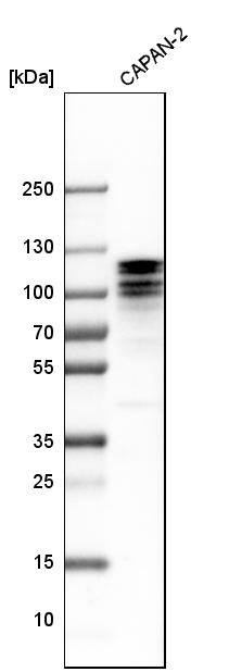 ARHGAP12 Antibody - BSA Free Western Blot: ARHGAP12 Antibody - BSA Free [NBP1-91678]