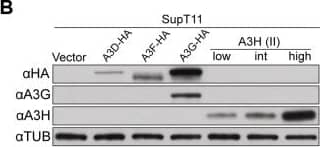 ARP10 Antibody