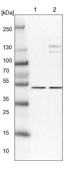 Aspartyl Aminopeptidase Antibody - BSA Free Western Blot: Aspartyl Aminopeptidase Antibody - BSA Free [NBP1-91684]